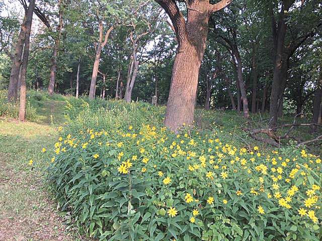NOHOA-Pollinator-Friendly_Photo7.jpg